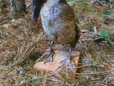 Zdjecie-WhatsApp-2024-05-17-o-10.53.55_da524f06