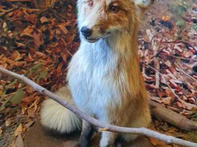 Zdjecie-WhatsApp-2024-05-17-o-10.53.56_c5d169a7