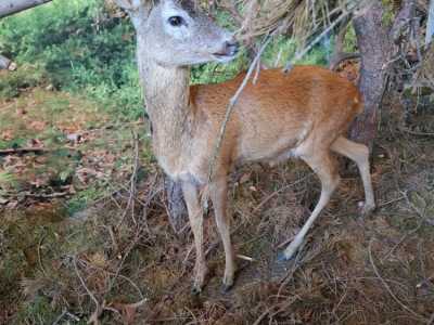 Zdjecie-WhatsApp-2024-05-20-o-09.04.12_b53809bd