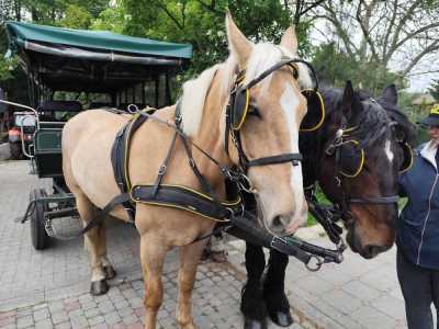 Zdjecie-WhatsApp-2025-05-30-o-14.31.39_956e696b